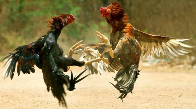 Tak Mengenal Hari Libur, Personil Polsek Tallo Amankan Sabung Ayam Di Jl. Almarkas