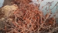 Pohon Mangrove dan Bibir Pantai Desa Laikang Di Rusak Oknum Yang Tidak Bertanggung jawab