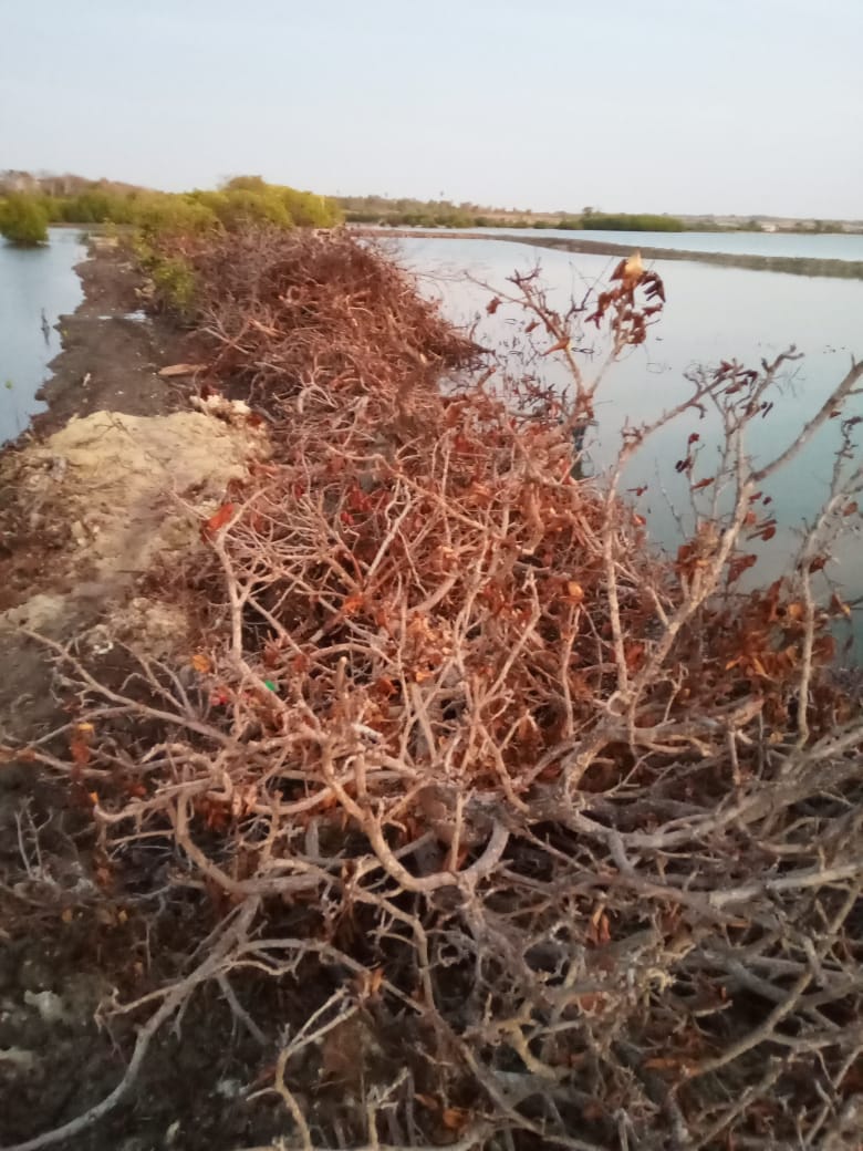 Pohon Mangrove dan Bibir Pantai Desa Laikang Di Rusak Oknum Yang Tidak Bertanggung jawab